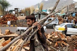 الحرب والاحتطاب الجائر يهددان غابات اليمن بالتصحر
