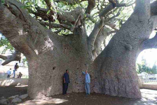 شجرة الغريب.. شاهدة على 1500 عام من التاريخ