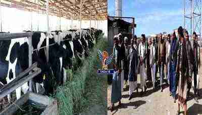 قيادي حوثي يبيع أبقار نادرة بمزارع رصابة في ذمار بـ100 مليون ريال