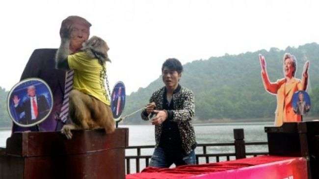 بعد القرد الصيني سمكة هندية تتوقع فوز ترامب !