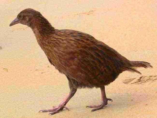 هل يمكن لهذا الطائر النادر النجاة من الانقراض؟
