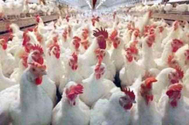 اليابان تعدم 122 ألف دجاجة