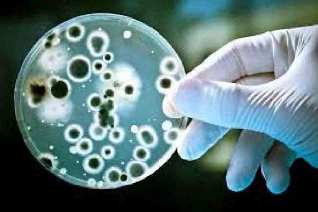 علماء: بكتيريا مقاومة للعقاقير تهدد السيطرة على مرض الملاريا