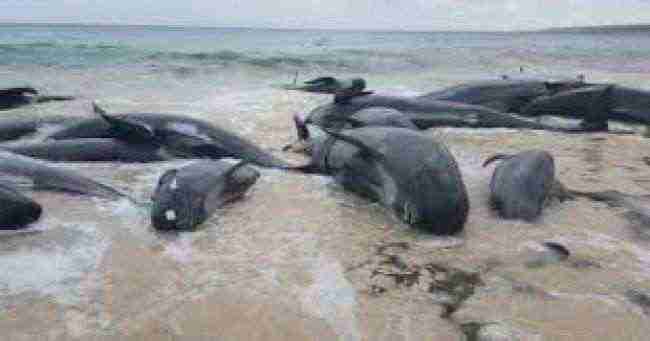نفوق عدد كبير من الحيتان بعد جنوحها إلى شاطئ في غرب استراليا