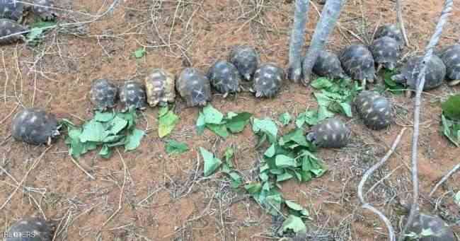 إنقاذ آلاف السلاحف النادرة من يد تجار في مدغشقر