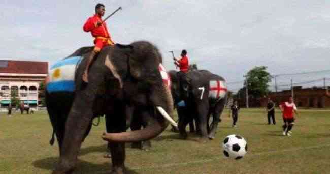 أفيال تلعب كرة القدم لمكافحة المراهنات قبل كأس العالم