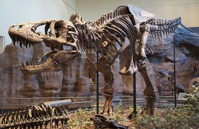 اكتشاف بقايا أقدم ديناصور عملاق معروف في الأرجنتين