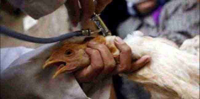 السعودية تعلن تسجيل أول إصابة بإنفلونزا الطيور في الرياض