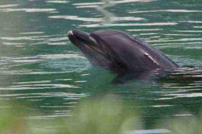 محنة أنثى الدلفين (هني) تثير غضب اليابانيين العاديين والنشطاء