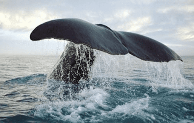العلماء يستخدمون الطائرات المسيرة لمتابعة صحة الحيتان