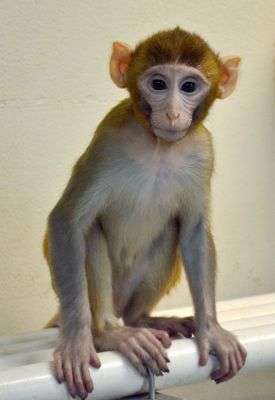 القردة "بيبي غرايدي" تعطي أملا في الإنجاب للأولاد المصابين بالسرطان