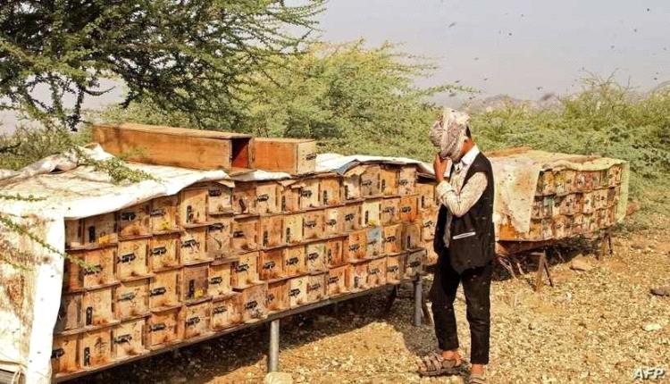 الحوثي يدس السم في عسل اليمن الأفضل عالمياً
