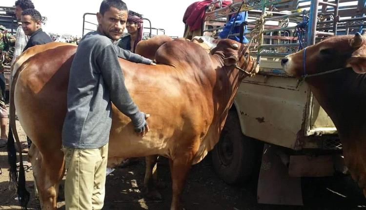 الحوثي يجبر مواطن التبرع بـ"ثور" لضرب إسرائيل.. وثيقة