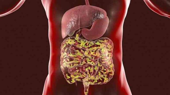 دراسة: بكتيريا الأمعاء تلعب دورا في محاربة كورونا