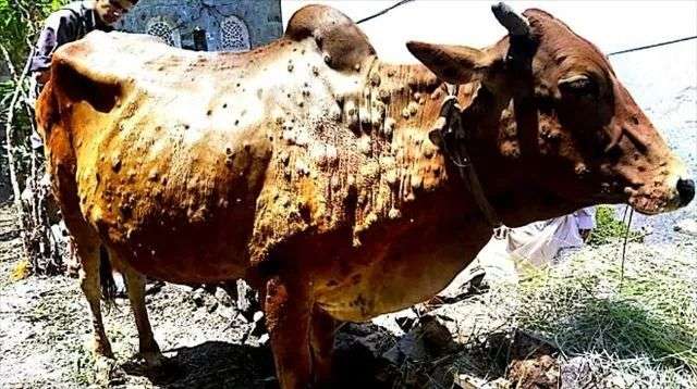 ظهور مرض جلدي خطير في ابين.. والضحية الأبقار