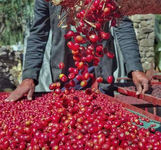 بدء المعرض الوطني الأول للبن في عدن غداً السبت