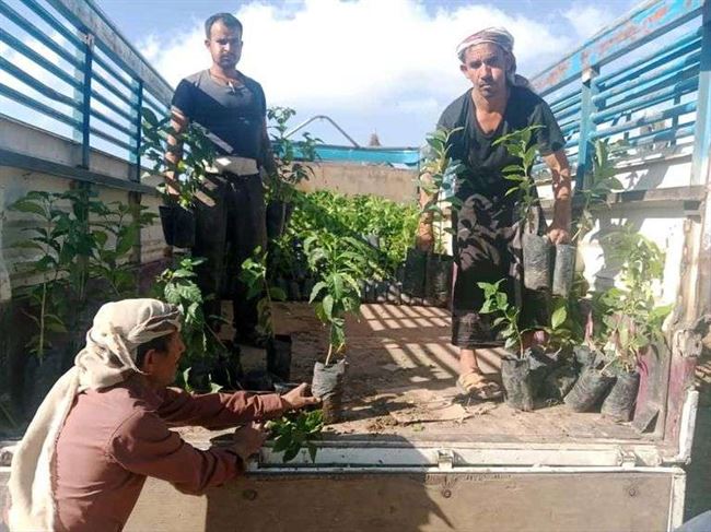 لإحياء مجده..  توزيع 2100 شجرة بن مجاناً في القبيطة