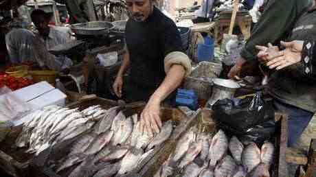 مصر تحذر من سمكة سامة في الأسواق هي الأشد فتكا في العالم.. وليس لها ترياق