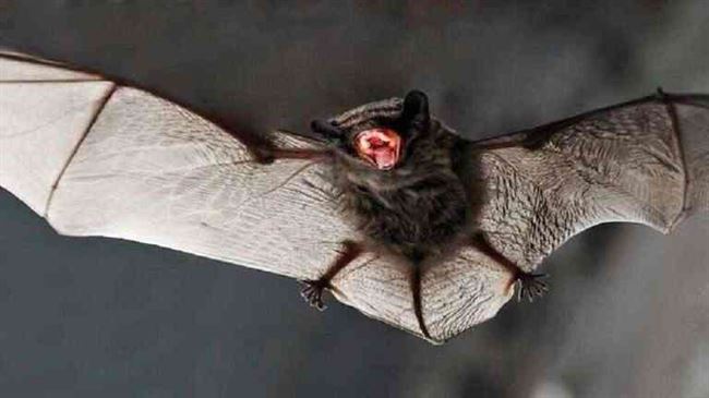 علماء صينيون يكتشفون فيروسا جديدا في الخفافيش مطابق بنحو 95% لـ"كوفيد-19"
