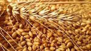 أوكرانيا تحظر تصدير القمح.. سلة خبز العالم تدق جرس الإنذار