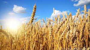 أسعار القمح الروسي تتراجع وسط زيادة الصادرات