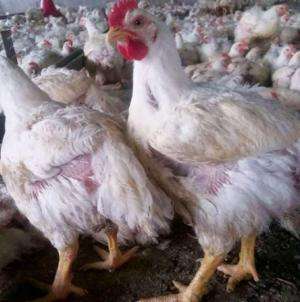 استمرارا لخنق المواطنين..الحوثي يرفع أسعار الدجاج بنسبة 30 %
