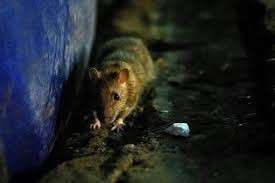مركز أمريكي يحذر من تحول الفئران إلى عدوانية وشراسة بسبب كورونا