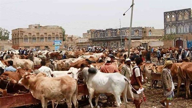 بعد الدجاج.. الحوثي يفرض في صنعاء ضرائب جديدة على الاثوار والابقار والكباش بهذه الاسعار