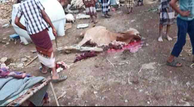 بسبب الحوثيين.. نفوق أبقار وإصابة مالكهم في الساحل الغربي