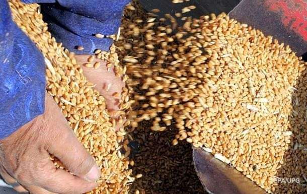 توقعات بزيادة في محصول الحبوب الأوكراني هذا العام