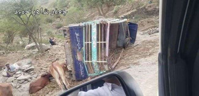 ثيران أفريقية ضحايا الحوثي الجديدة يتكبدها سائق في القبيطة