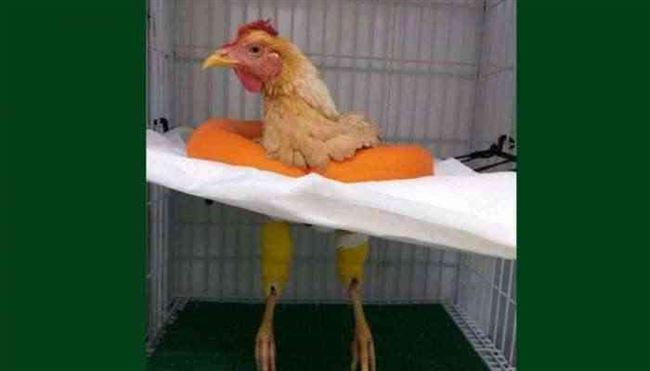 بسبب إدعاءة إجراء عملية جراحية.. مصر تحيل "طبيب الدجاجة" إلى التحقيق