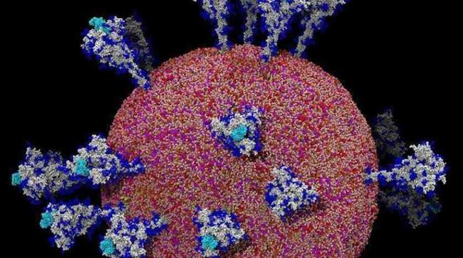 شاهد.. صور دقيقة لأول مرة تظهر فيروس كورونا