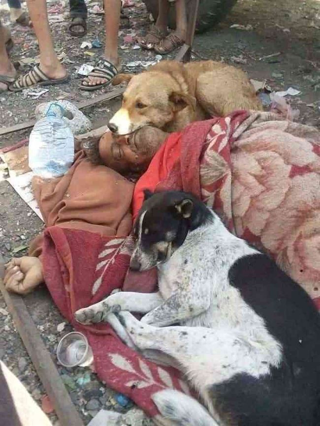 صورة تهز اليمنيين.. وفاة شخص والكلاب تحتضن جثمانه بحزن عميق