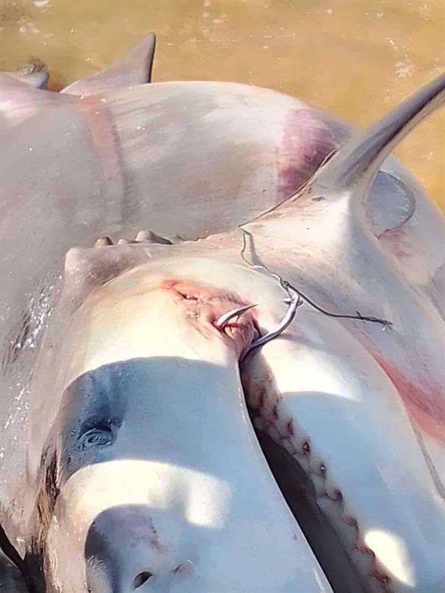 نجاة 3 صيادين من موت محقق بعد مواجهة قرش ضخم.. أغرق قاربهم وسط البحر