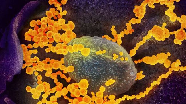 اكتشاف جديد بشأن المناعة ضد "كوفيد-19" يثير "تفاؤلا حذرا"
