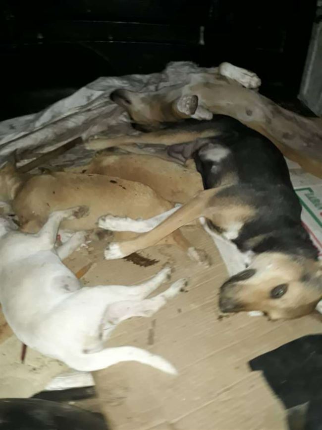 حملة للقضاء على الكلاب الضالة  بمديرية الشيخ عثمان