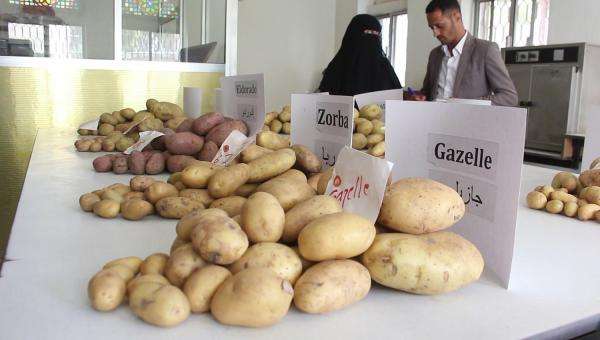 الحوثيون يحتكرون البطاط