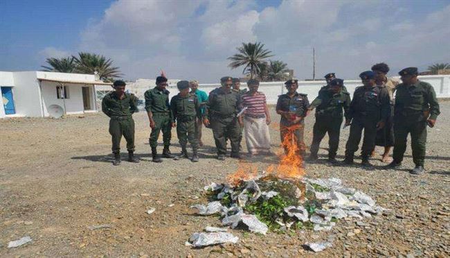 سقطرى تواصل إتلاف شجرة القات