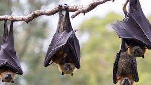 عالمة الخفاش الشهيرة بالصين توجه تحذير مروع.. انواع اخرى من كورونا