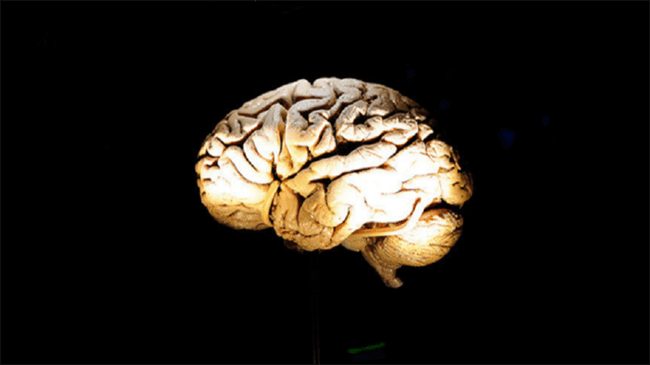 العلماء يوضحون سبب استهلاك الدماغ كمية كبيرة من الطاقة