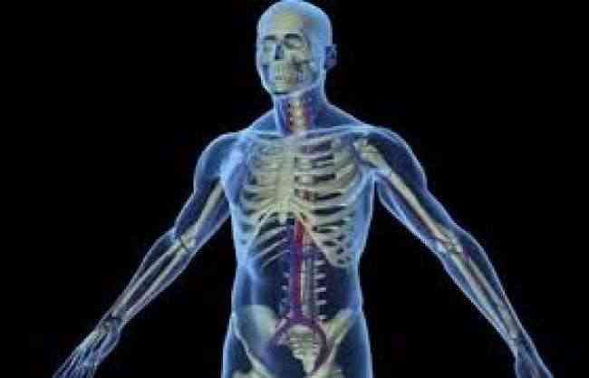 علماء ألمان يبتكرون تقنية تجعل أعضاء الجسم شفافة