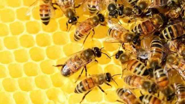 ماذا سيحدث للانسان لو اختفى النحل؟.. تحذير أممي