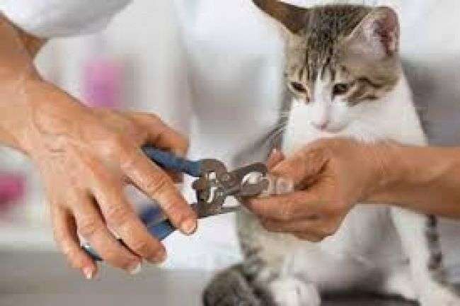 منوعات نيويورك أول ولاية أمريكية تحظر قلع مخالب القطط